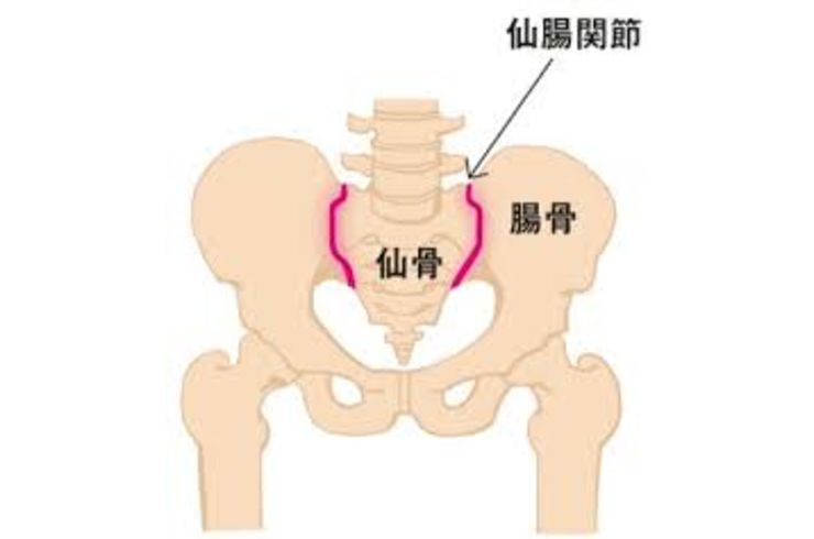 仙腸関節