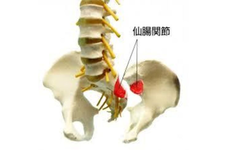 仙腸関節