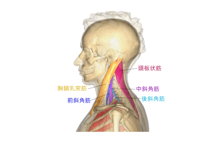 頭頂部