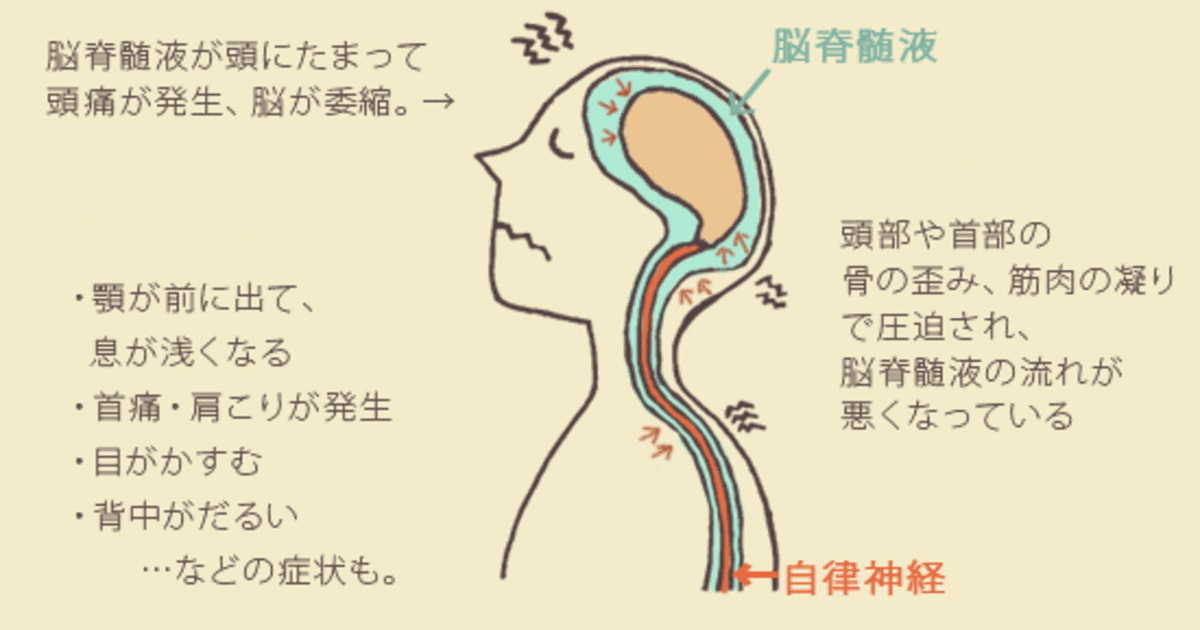 つくば・牛久】脳脊髄液とは？自律神経の不調とカイロプラクティックの関係