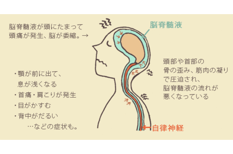 脳脊髄液 つくばのカイロプラクティック整体