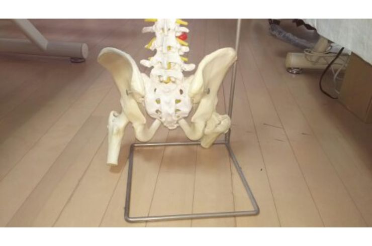骨盤の開閉　