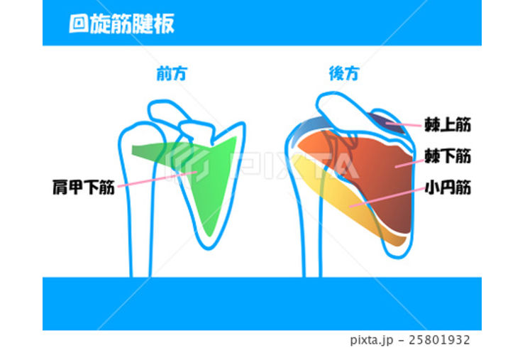 「棘上筋